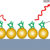 Schematic of the Nikalyte gold nanoparticle SERS substrate