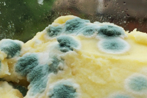 Photo of mould on cheese