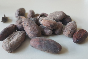 Photo of cocoa beans