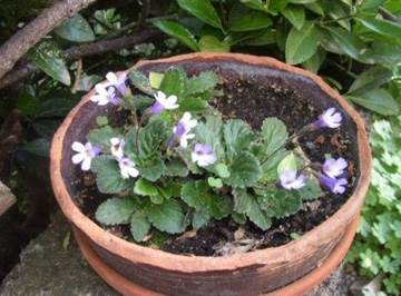 Haberlea rhodopensis, a resurrection plant species, was used as a model system to study the underlying mechanisms of extreme desiccation tolerance.