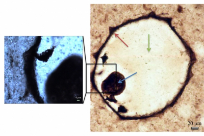 Optical micrographs of a protist fossil from silicified coastal carbonates. Raman mapping was carried out at low magnification over the full fossil (right), and at high magnification (left). Cell walls, collapsed cell contents, and quartz infilling cement are indicated by the red, blue and green arrows, respectively. Courtesy of the researchers.