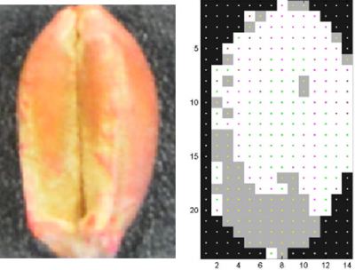 Visible image and predictive hyperspectral image of a wheat seed showing the treated area in white and the non-treated area in grey. Reproduced from Journal of Spectral Imaging, Volume 6 Article ID a1 (2017).