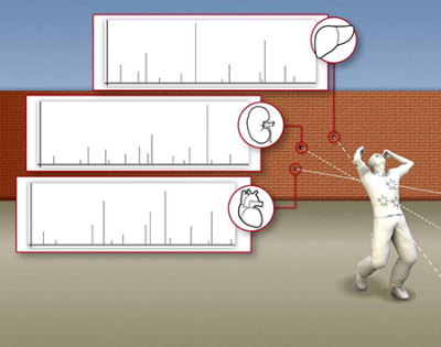 Forensic proteome analysis: Protein signatures allow experts to match wounds to bullet holes. Graphic: Journal of Proteome Research Schematic show bullets fired through different parts of a body and the mass spectra from them. Graphic: Journal of Proteome Research