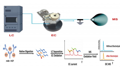 Workflow of the NJIT team’s CMS method, combining liquid chromatography (LC), electrochemical oxidation (EC) and mass spectrometry (MS)-based quantitative measurement of protein abundance. Credit: NJIT Diagram showing the workflow of the CMS method, combining liquid chromatography, electrochemical oxidation (EC) and mass spectrometry-based quantitative measurement of protein abundance