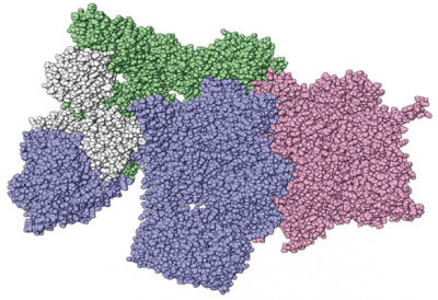 Depiction of protein complexes. Image: University of Texas at Austin Depiction of protein complexes