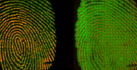 Chemical imaging of a fingerprint shows the relative distribution of palmitic acid (green) and the more immobile waxy residue (red) when freshly deposited (left) and after 72 hours (right), showing the migration of the palmitic acid. Credit: Muramoto/NIST Images of fingerprints showing the change in distribution of palmitic acid and the more immobile waxy residue.