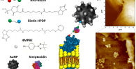Figure 1. (a) Explanatory sketch of the plasma membrane anchored nanosensor. The compounds used for gold nanoparticles (AuNP) conjugation are the H2O2-sensitive 4-mercaptophenylboronic pinacol ester (4MPBE) and Biotin-HPDP. Biotinylation of the plasma membrane protein ectodomains is obtained using NHS-Biotin. The anchoring of the conjugated AuNP and NHS-Biotin is given by Streptavidin reacting with the two biotin moieties. (b) AFM analysis was performed on A549 lung cancer cells after nanosensor anchoring and fixation. High resolution AFM images confirmed the presence of the nanosensor, which is in contact with the cell surface and is capable of detecting endogenous H2O2 in a very shallow region (i.e., 90 nm) of the extracellular fluid in contact with the plasma membrane.