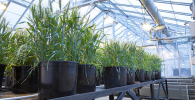 Biological engineering researchers at Utah State are using Raman spectroscopy to understand how they can leverage the benefits of a plant’s microbiome in the face of adverse agricultural conditions. Credit: Matt Jensen